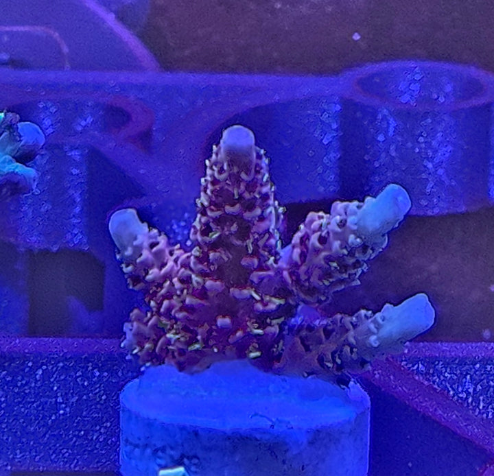 Acropora millepora Pink - yellow polyp