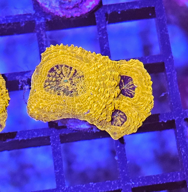 Acanthastrea echinata "Gold rush"