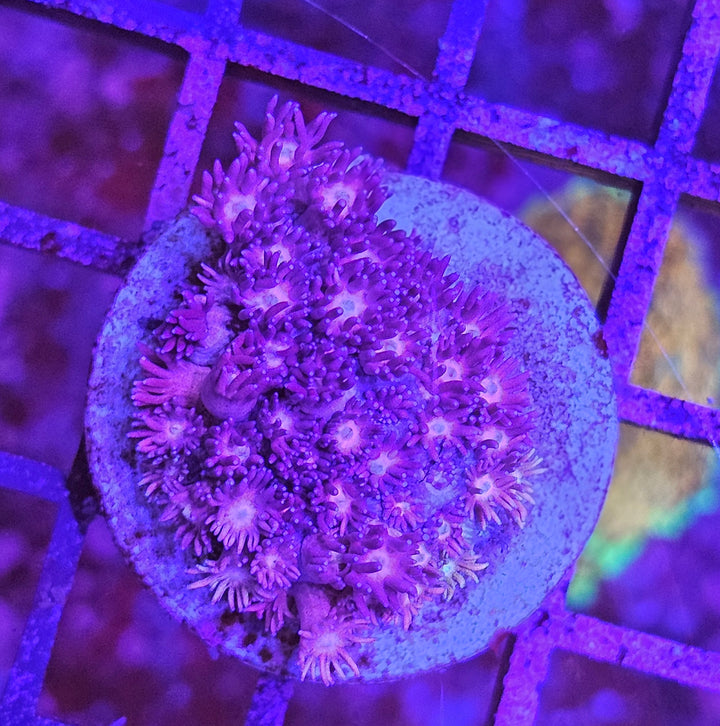 Goniopora sp. – Flowerpot Coral Pink