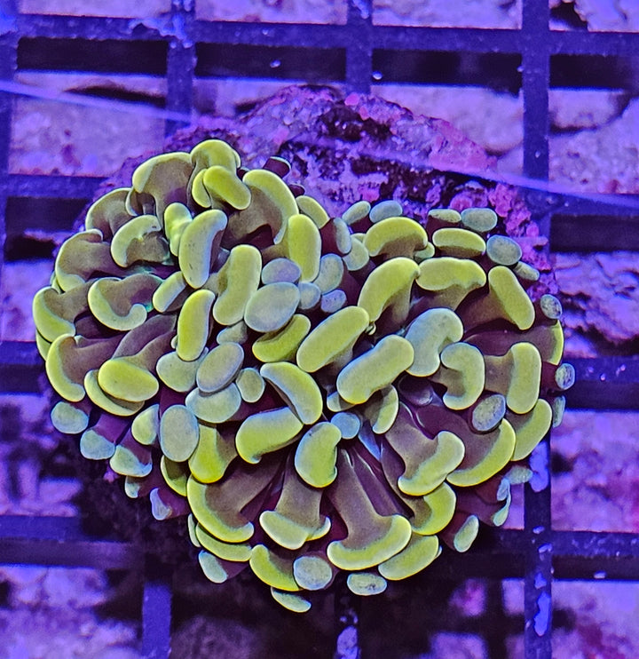 Euphyllia paraancora Gold Premium