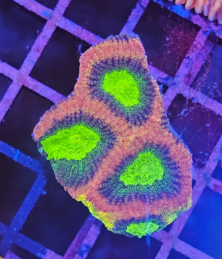 Favia Dragon Soul (Favia sp.)