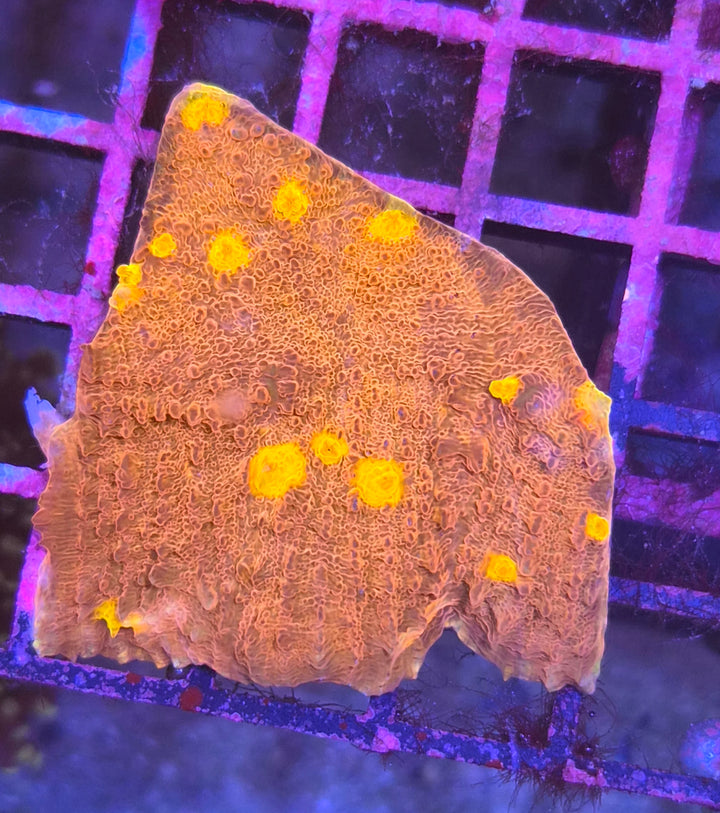 Golden Eye Chalise (Echinophyllia sp.)