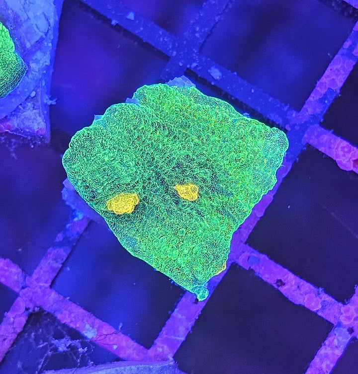 Space Invader Chalise (Mycedium sp.)