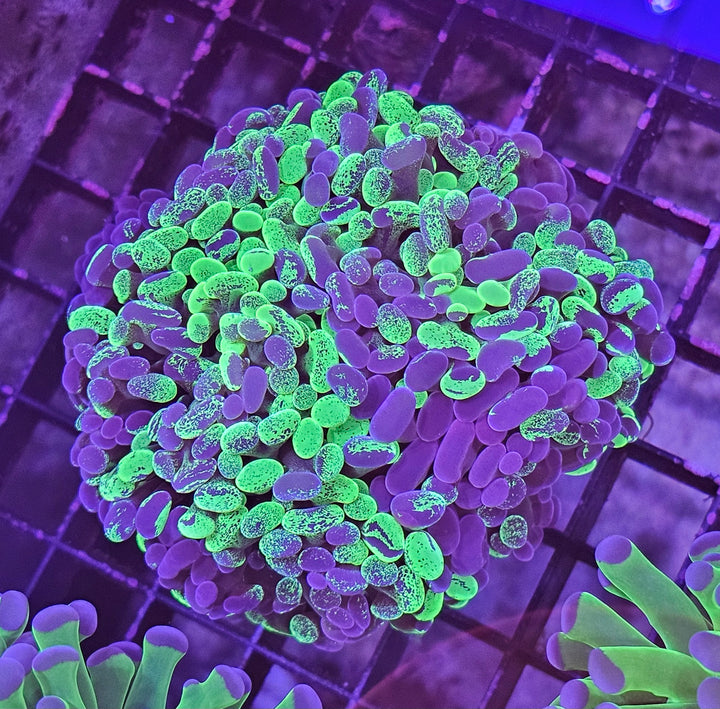 Euphyllia paraancora Two tone Green Premium