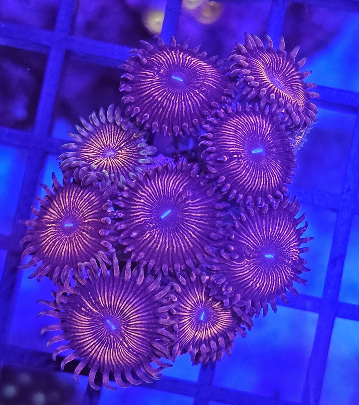 Palythoa People Eater Premium Red