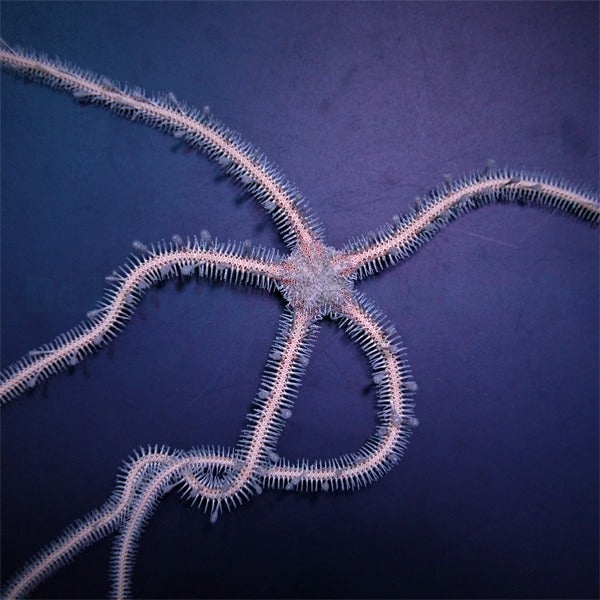 Ophiomastix annulosa (L)