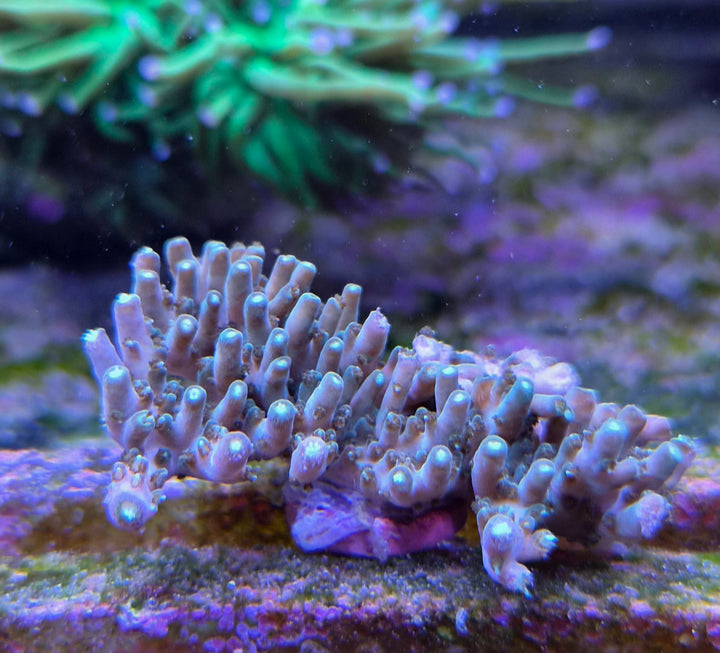 Acropora efflorescens