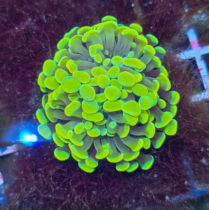 Euphyllia paraancora Gold