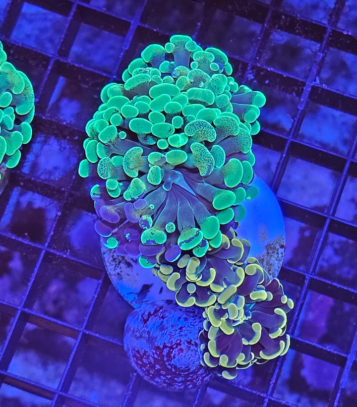 Euphyllia paraancora Mix - Gold & Green special