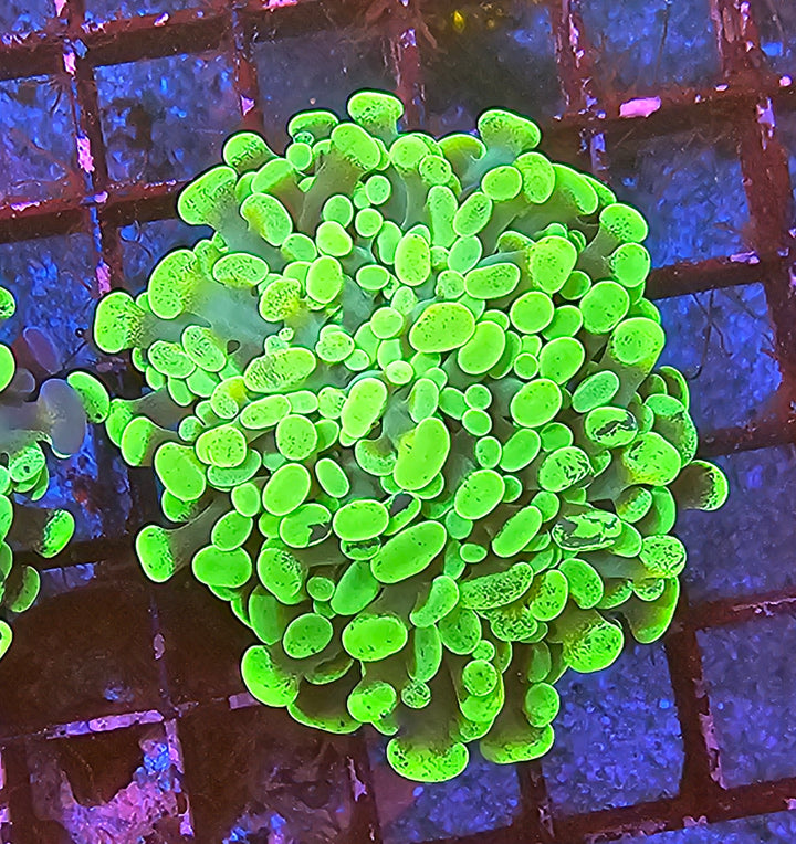 Euphyllia paraancora - Green special