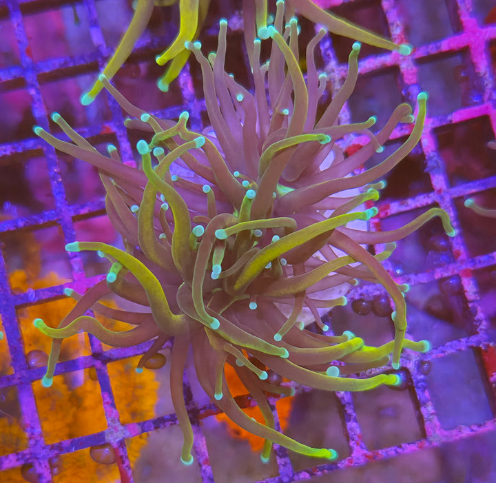 Euphyllia Glabrescens "Gold Torch"
