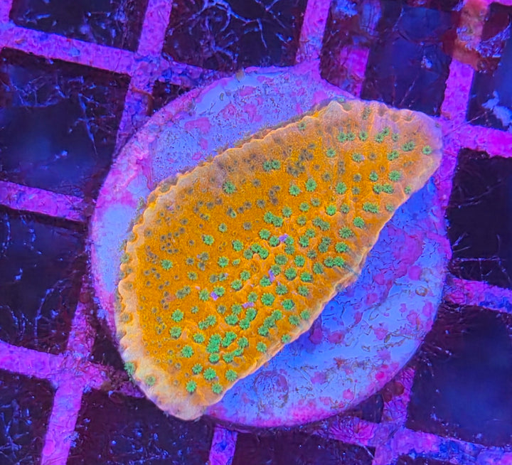 Montipora "Sunset" encrusting