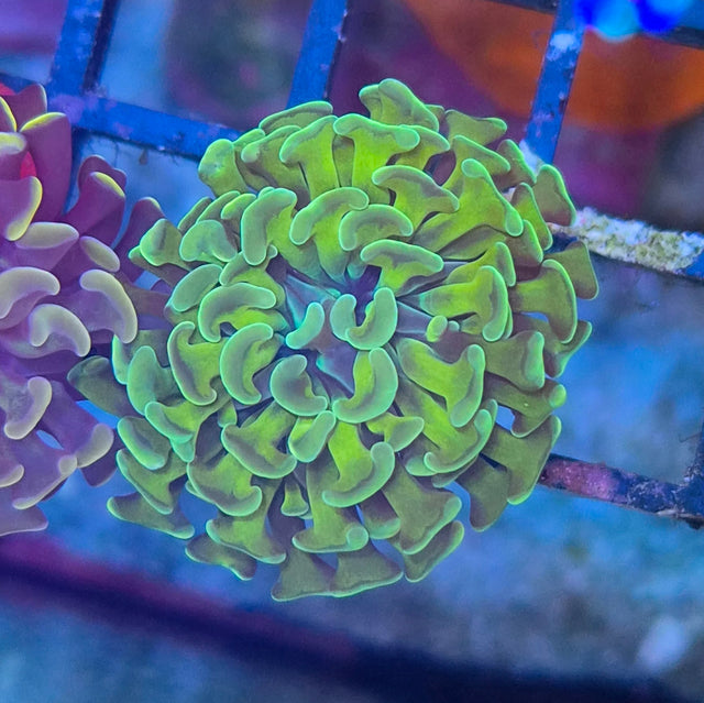 Euphyllia paraancora "Goldish" (Fimbriaphyllia)