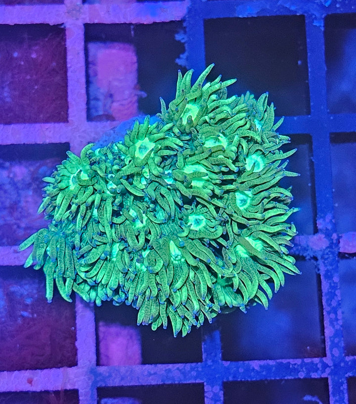 Goniopora sp. – Flowerpot Coral "Green"