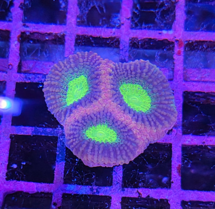 Favia Dragon Soul (Favia sp.)
