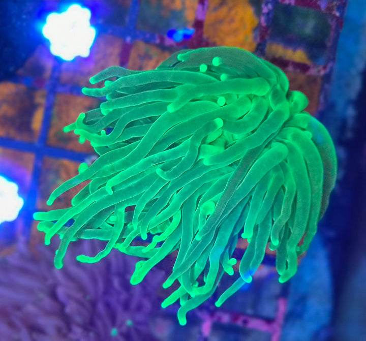 Euphyllia glabrescens – Torch Coral "Green Premium"