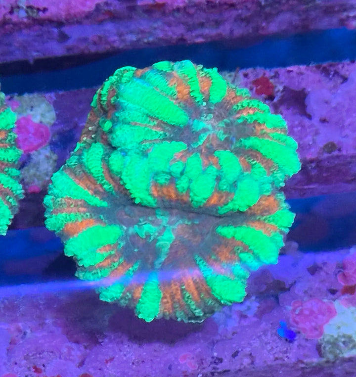 Micromussa Lordhowensis (Acan) Turquoise Red