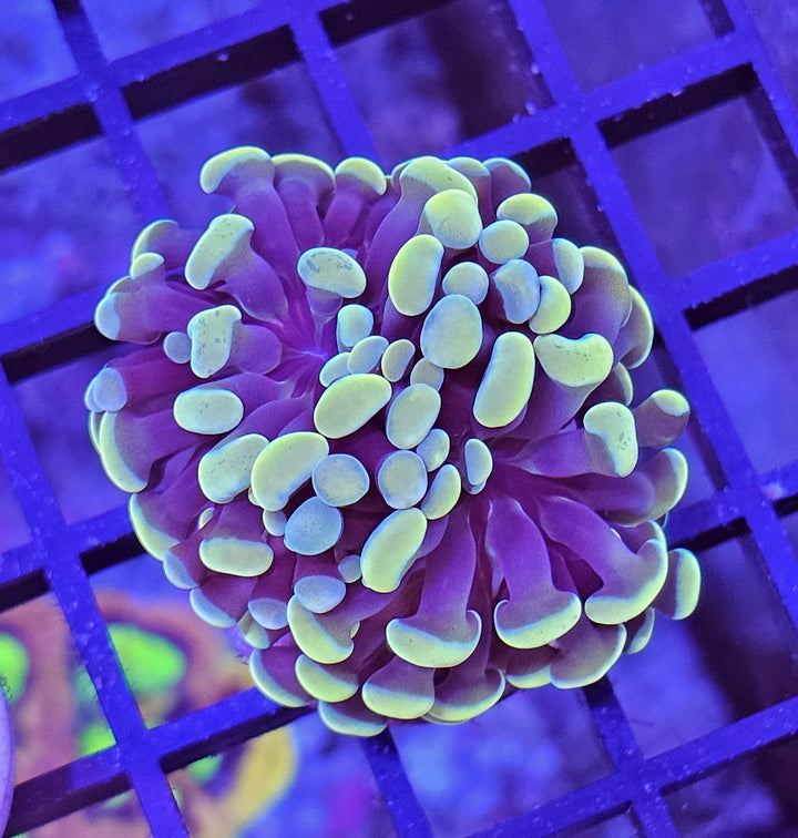Euphyllia paraancora Gold