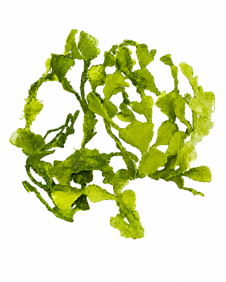 Halimeda gracilis makrolevä