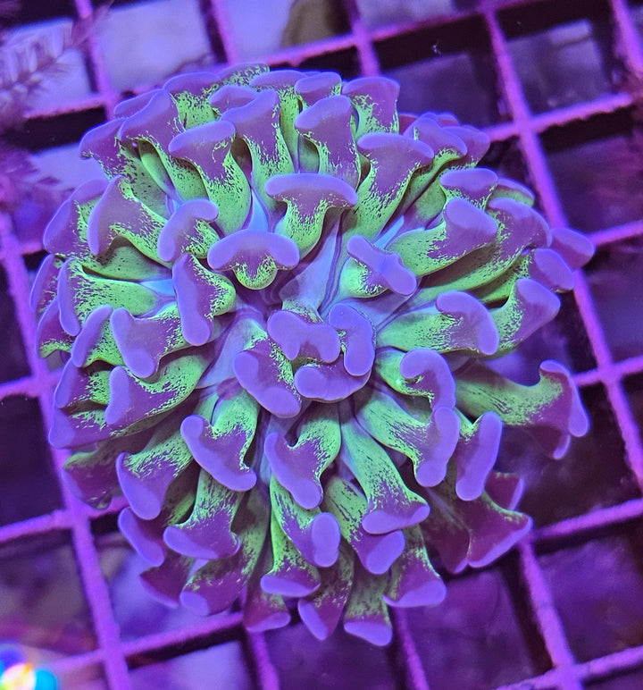 Euphyllia ancora green-purple