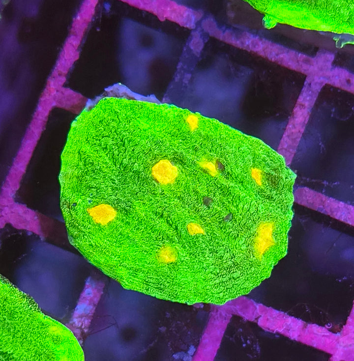 Space Invader Chalise (Mycedium sp.)