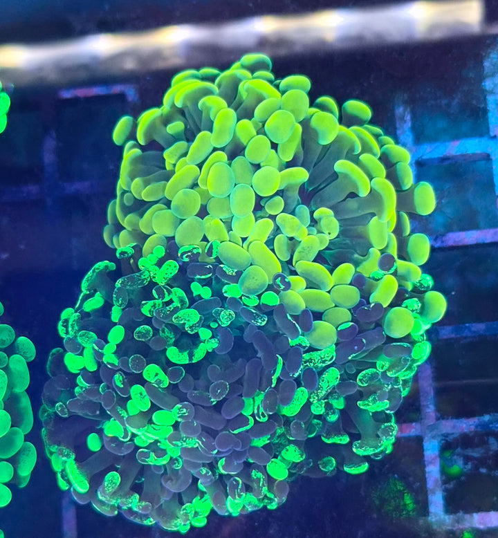 Euphyllia paraancora Mix - Gold & Green special