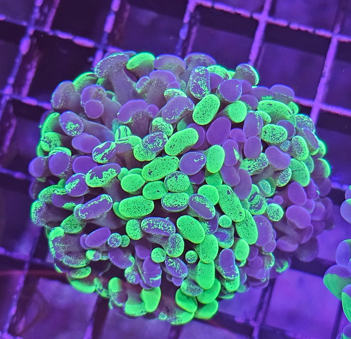 Euphyllia paraancora Two tone Green Premium
