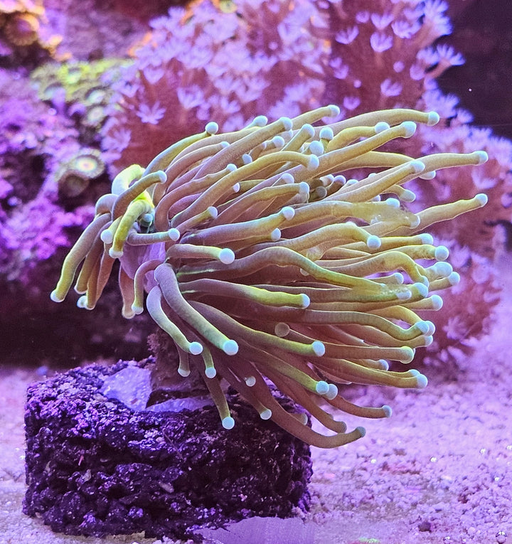 Euphyllia glabrescens – Torch Coral "Gold"