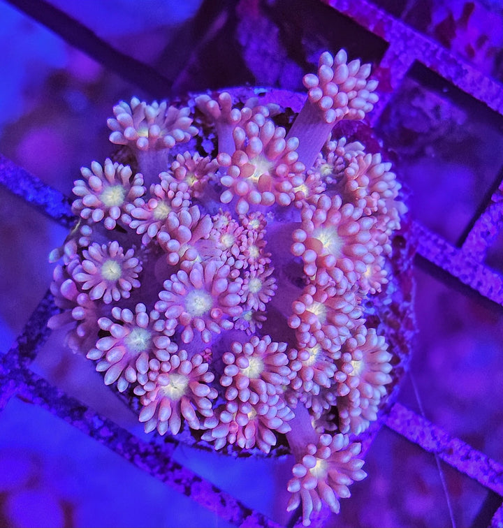 Goniopora sp. – Flowerpot Coral Pinkish Yellow