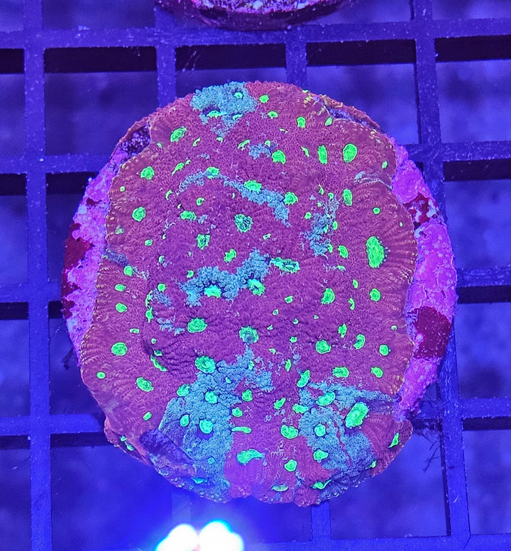 Favites "War coral" Red-Green Premium
