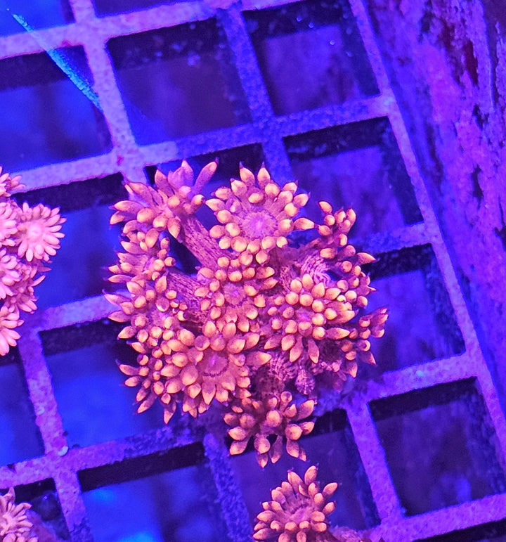 Goniopora sp. – Flowerpot Coral Red (Ultra)