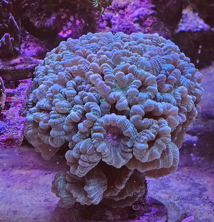 Caulastrea curvata Blueish