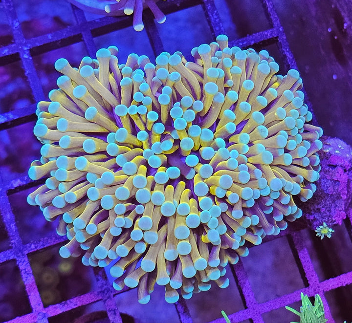 Gold Torch - (Euphyllia cristata)