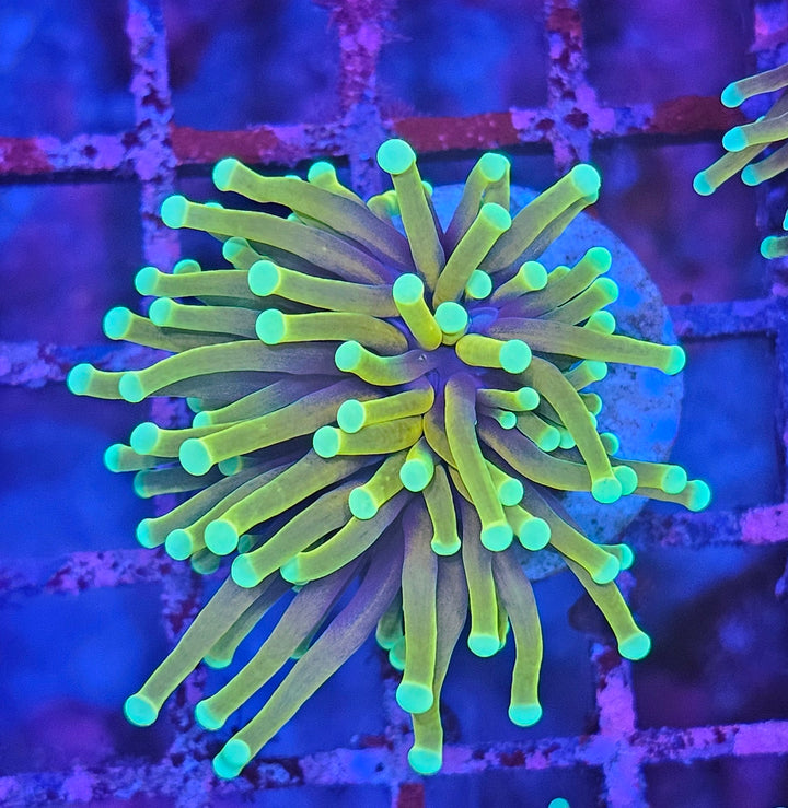 Gold Torch Coral - (Euphyllia Glabrescens)