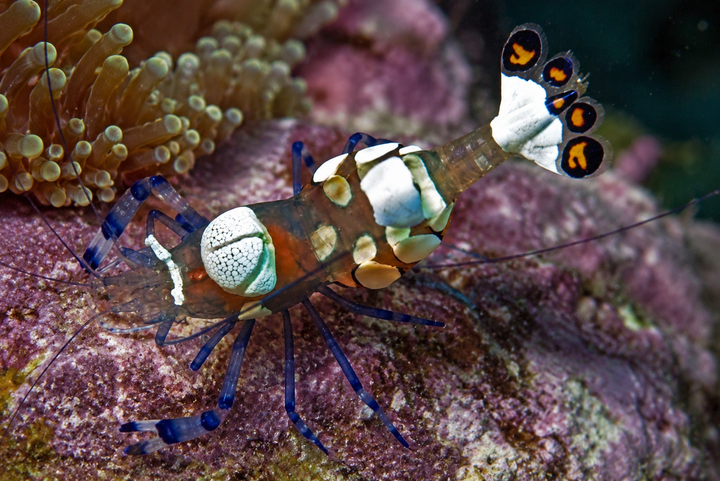 White Spot Anemone Shrimp (Periclimenes brevicarpalis)