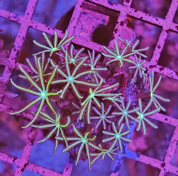 Pipe Organ Coral (Tubipora musica)