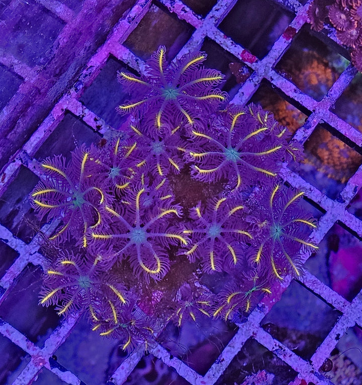 Clavularia sp. – Orange Clove Polyps
