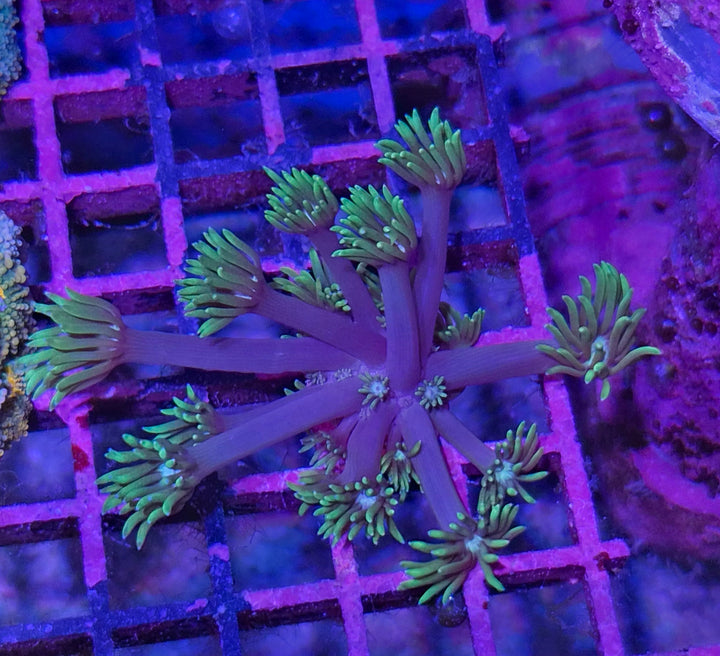 Goniopora sp. – Flowerpot Coral "Green purple"