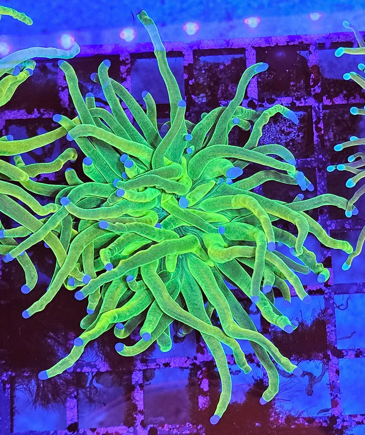 Euphyllia Glabrescens Holygrail S