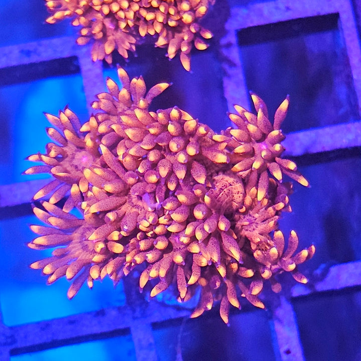 Goniopora sp. – Flowerpot Coral Red (Ultra)