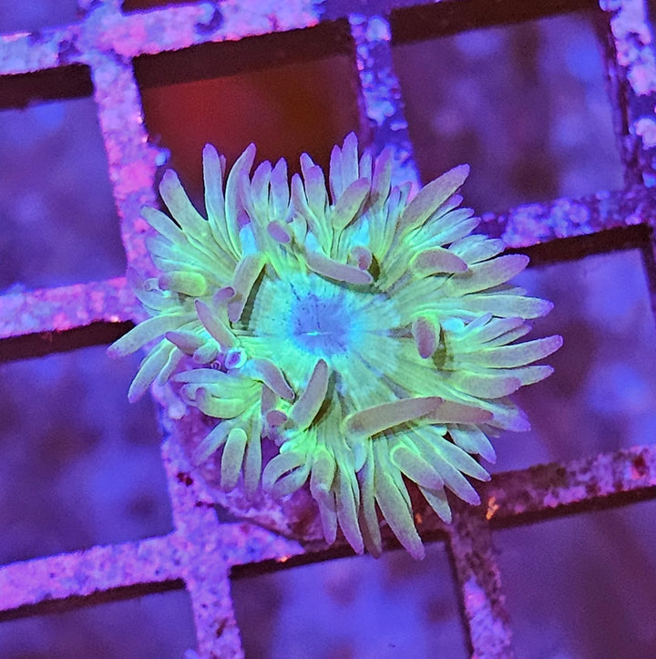 Duncanopsammia axifuga – Duncan Coral