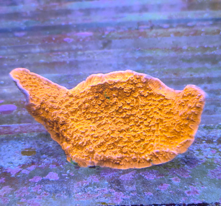 Montipora foliosa grafted