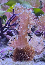 Lobophytum