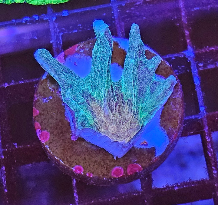 Pectinia sp. Green Orange