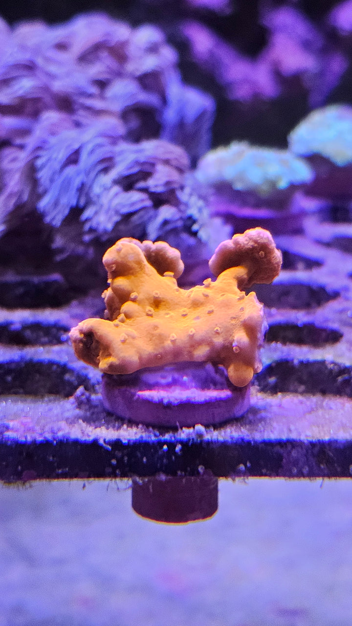 Montipora setosa red