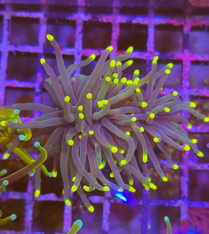 Euphyllia Glabrescens - Torch Coral "Green tip"