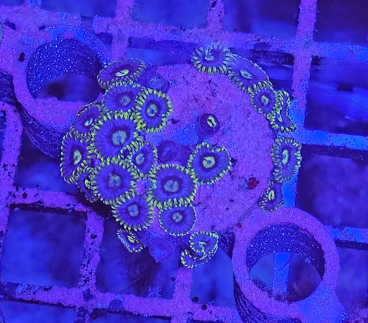 Zoanthus Violet-Green
