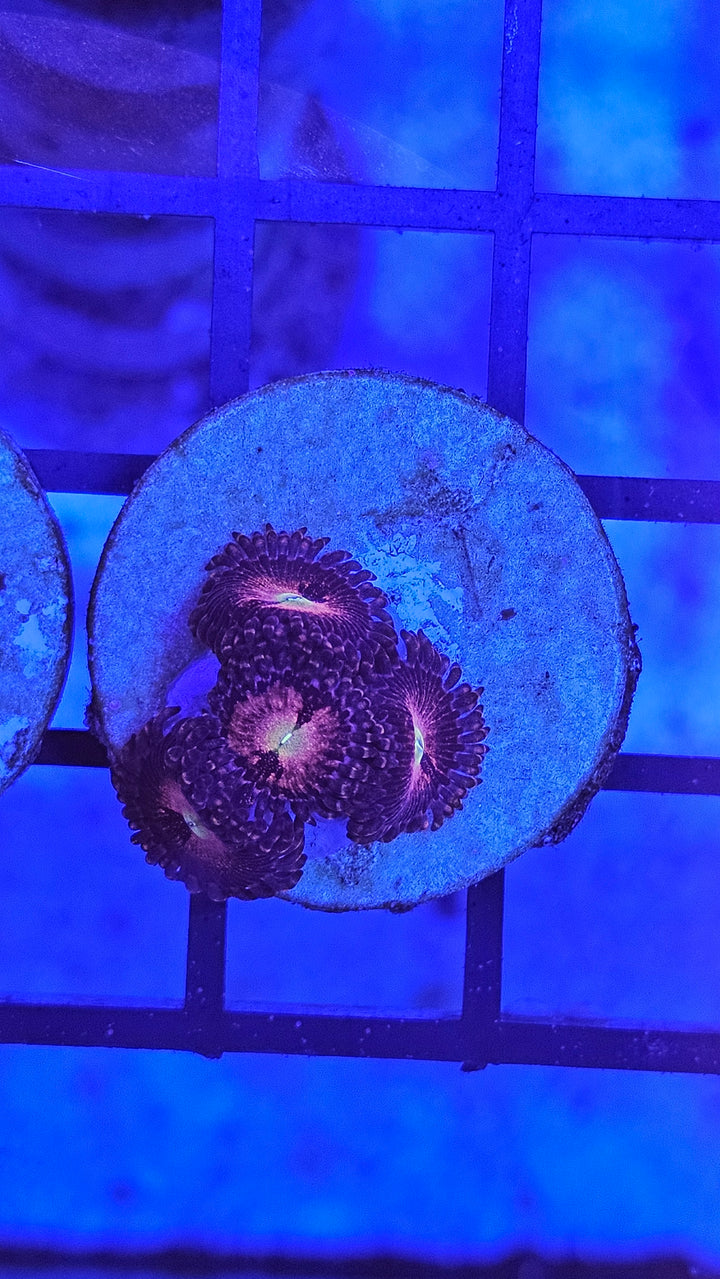 Zoanthus Alien Explosion