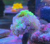 Euphyllia paraancora "Two Tone" (Fimbriaphyllia)