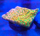 Montipora "Sunset"
